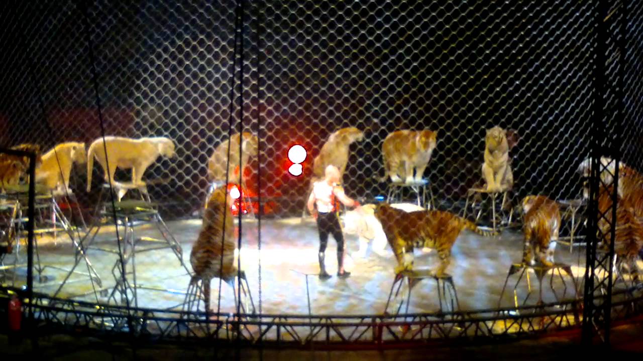 Ringling Bros. and Barnum & Bailey: Fully Charged. Tigers Miami