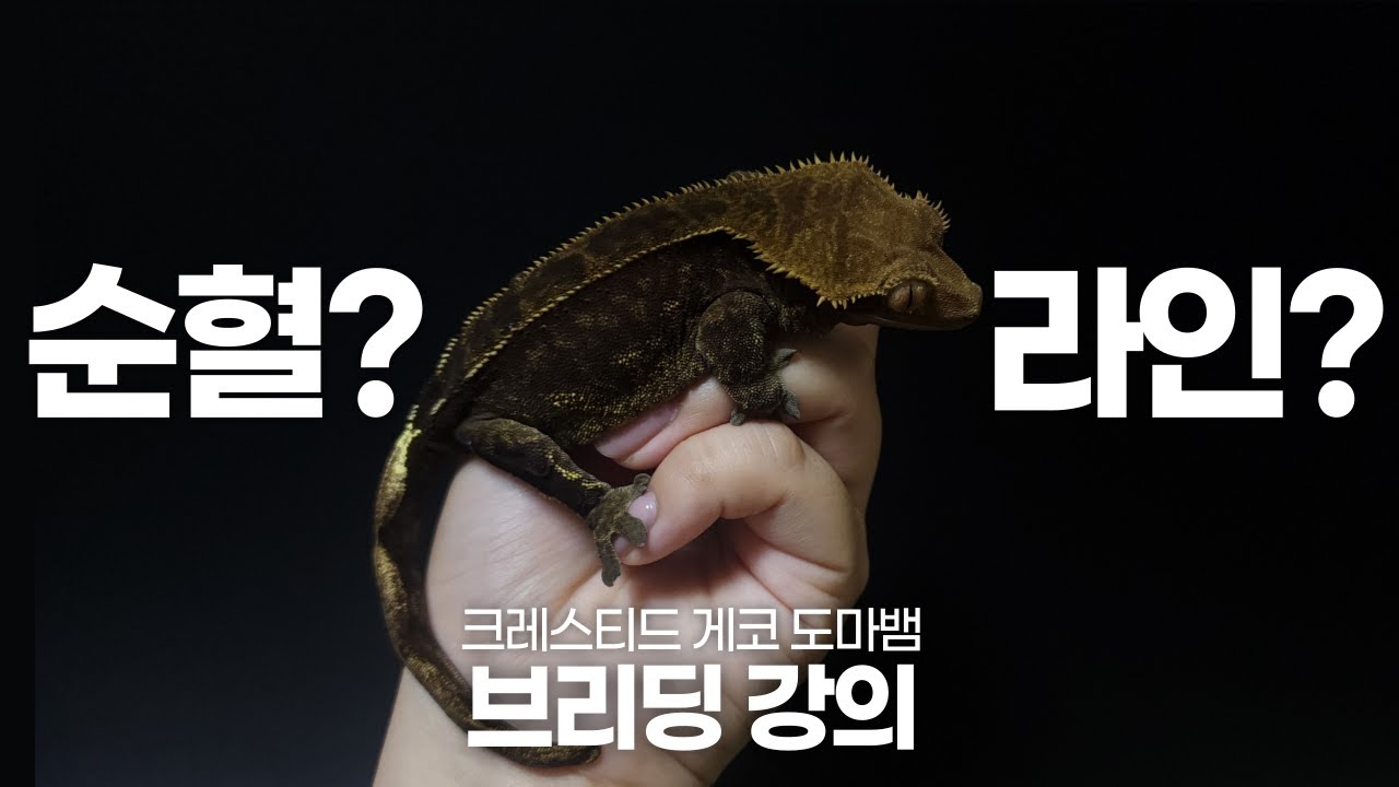 크레스티드 게코 브리딩 강의 | 순혈과 라인의 차이점
