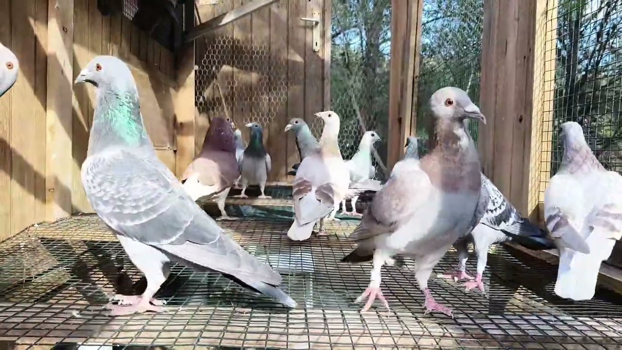Escucha bien esto 
