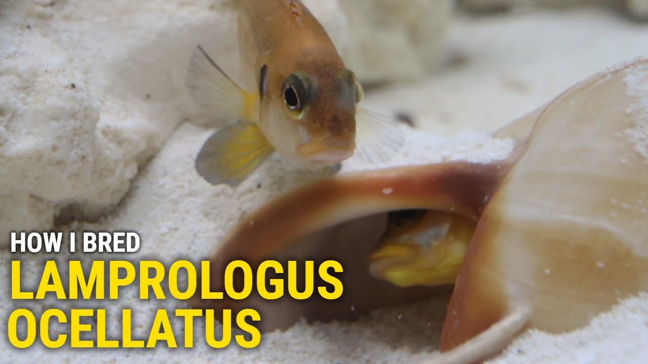 How I Bred Lamprologus Ocellatus At Home