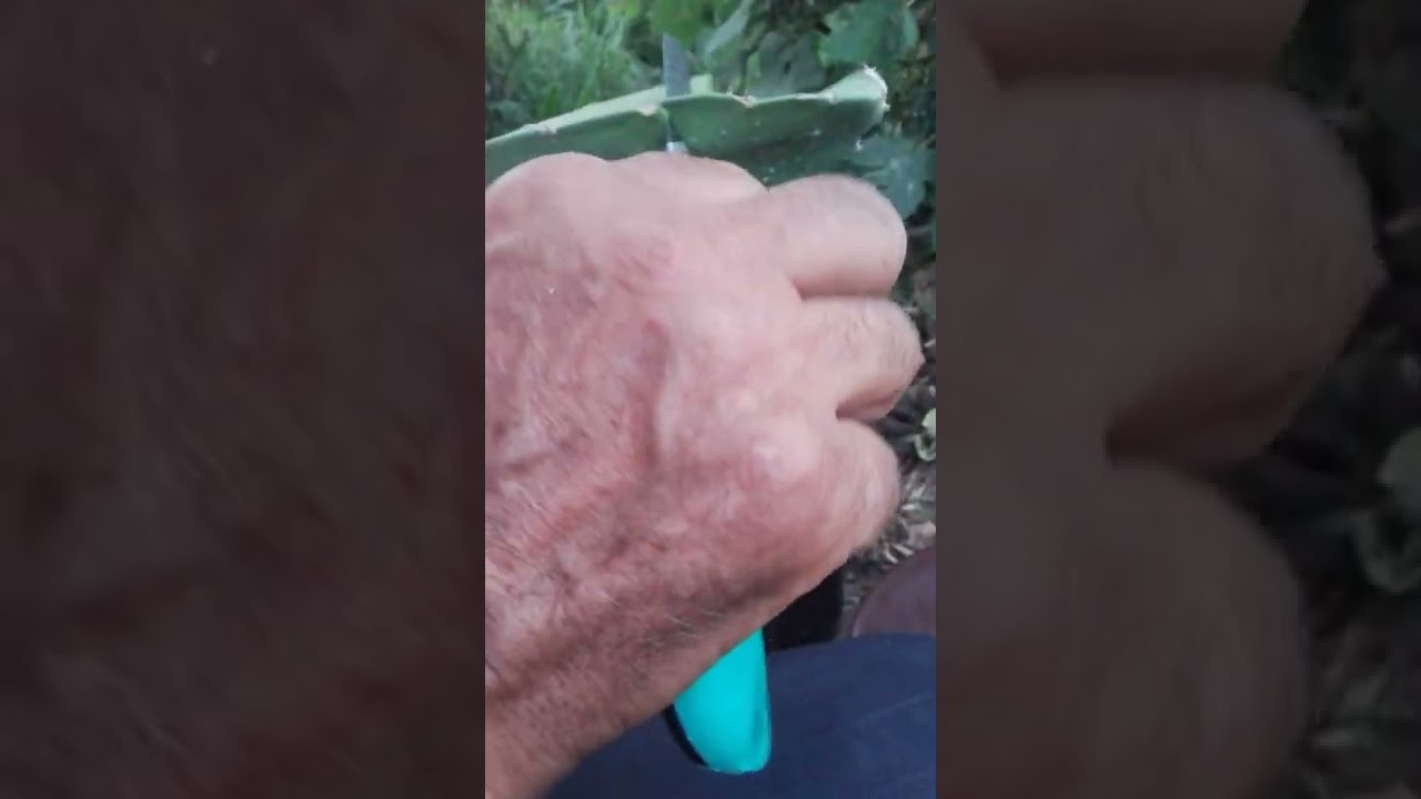 وقت تطعيم فاكهة التنين . تقريب بنجاح 100/100 . د كاني . بسباس الطارف . الجزائر  .