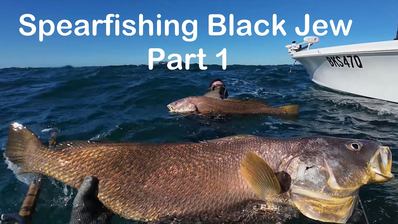Spearfishing Black Jewfish Part 1