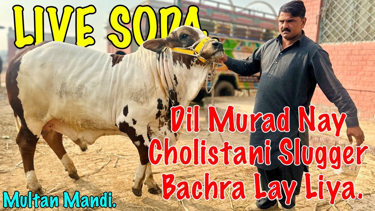 😲 Beopari Ne Aaj Kya Bachra Liya? | Multan Janwar Mandi Full Update