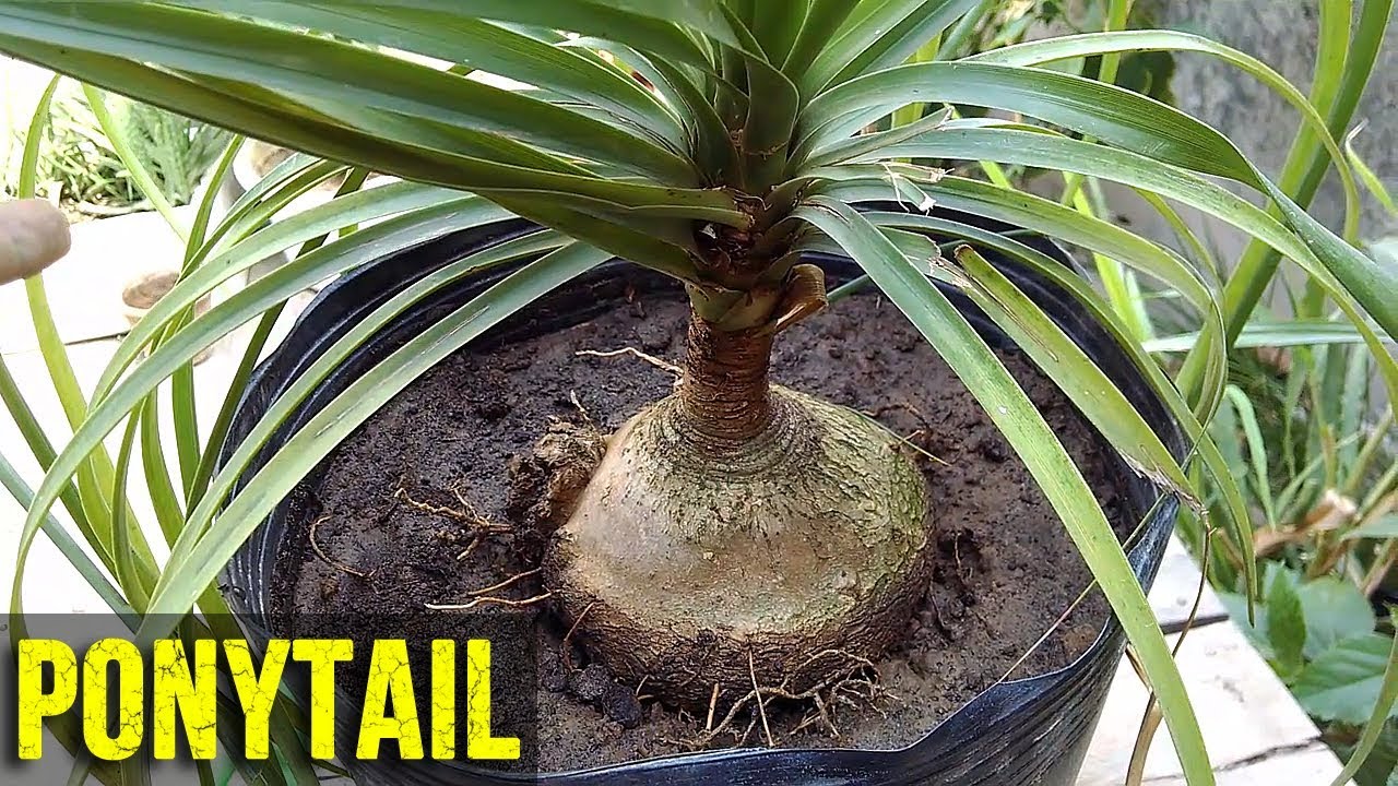 Ponytail Palm Plant Care & Repotting - August, 2017 | (Urdu|Hindi)