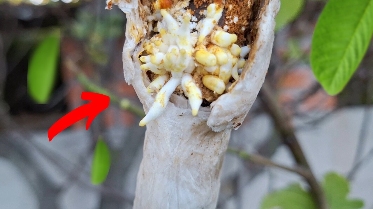 Este TRUCO con PAPEL HIGIÉNICO hace brotar RAÍCES en cualquier planta