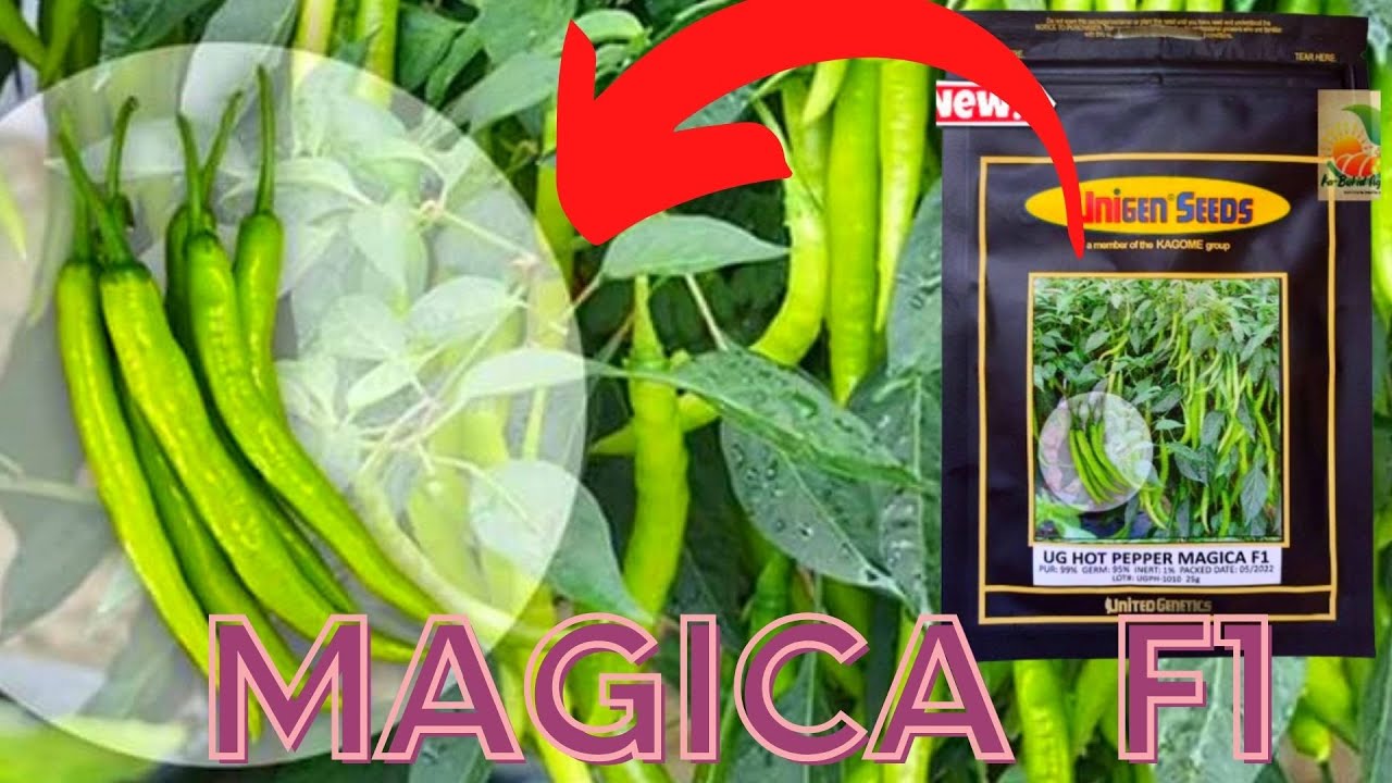 MAGICA F1/ FARM/ LAND PREPARATION
