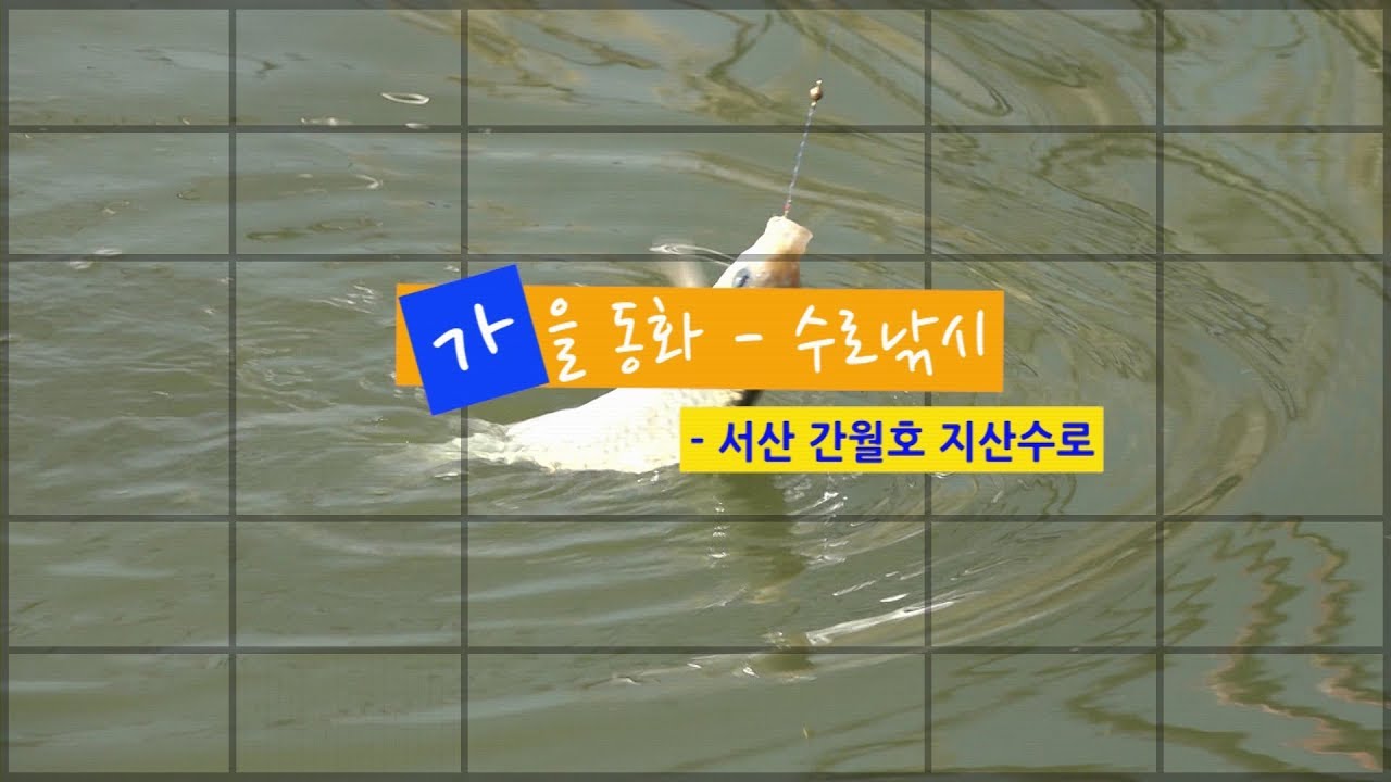 [자연지] 94.가을동화(수로낚시) - 서산 간월호 지산수로(2017.10.17)