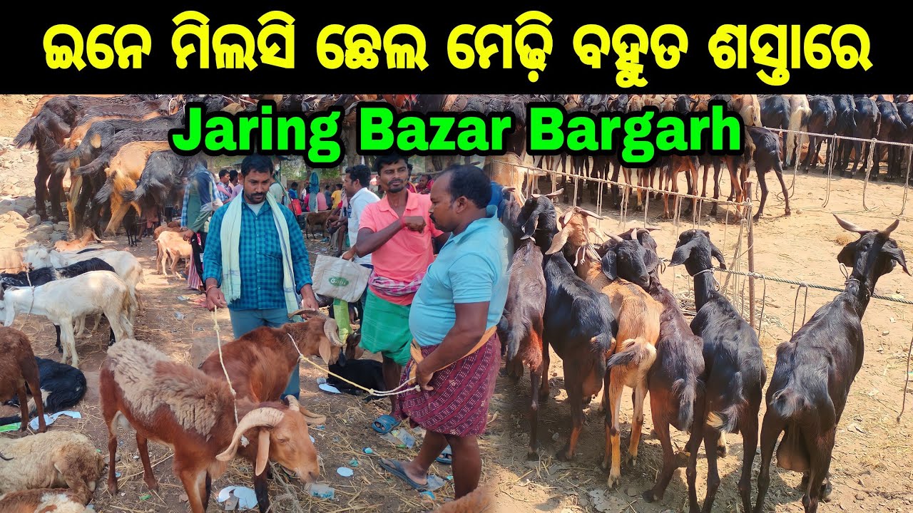 ଗାଈ, ଛେଳି,ମେଣ୍ଢା,ବତକ, କୁକୁଡ଼ା ହାଟ | jaring bazar bargargh | jaring bazar