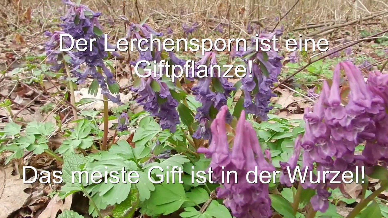 Lerchensporn
