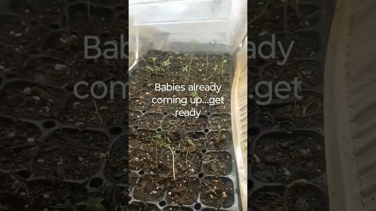 New 1000 sprouting #420 #MedicalGrow