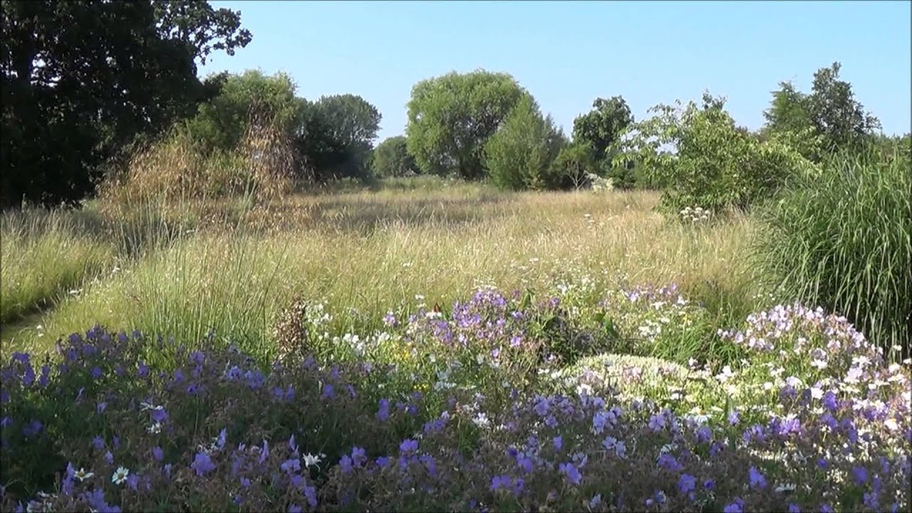 A wild flower meadow