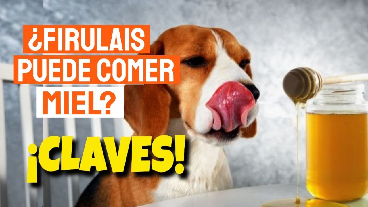 🐶&iquest;Los PERROS Pueden COMER MIEL? 🍯 Beneficios y M&aacute;s