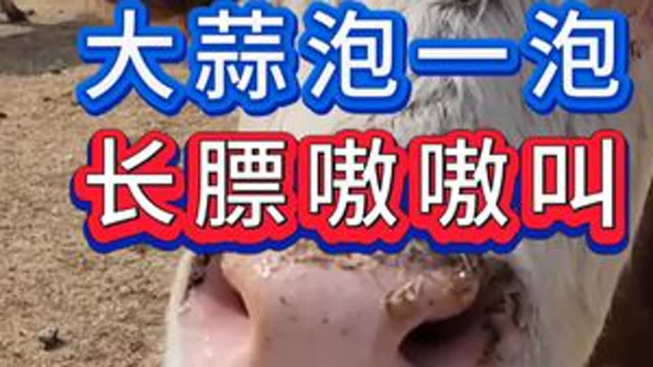 #养牛#牛羊养殖#新手养牛#养牛人