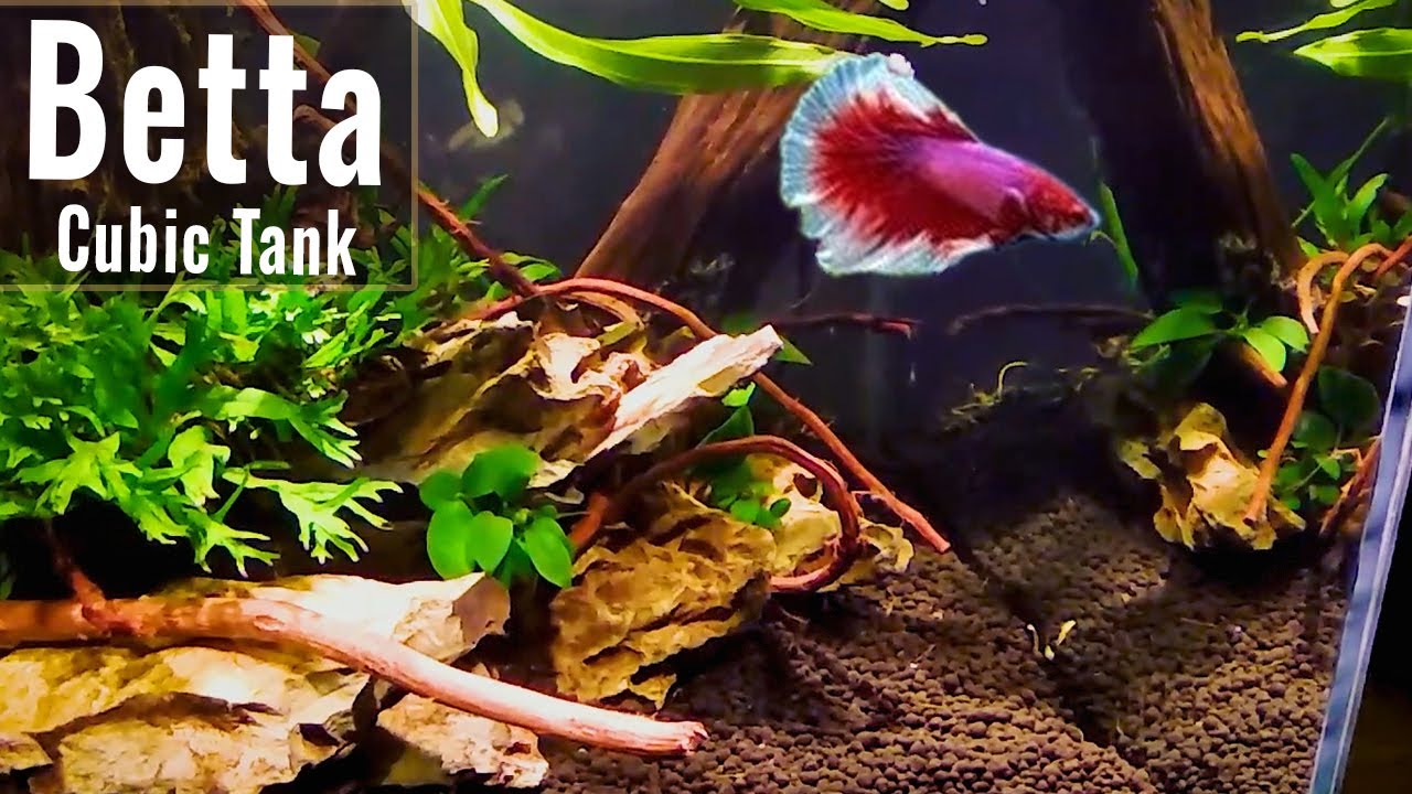 Betta nano tank setup for beginner simple #1 | Shinark Aquascaper