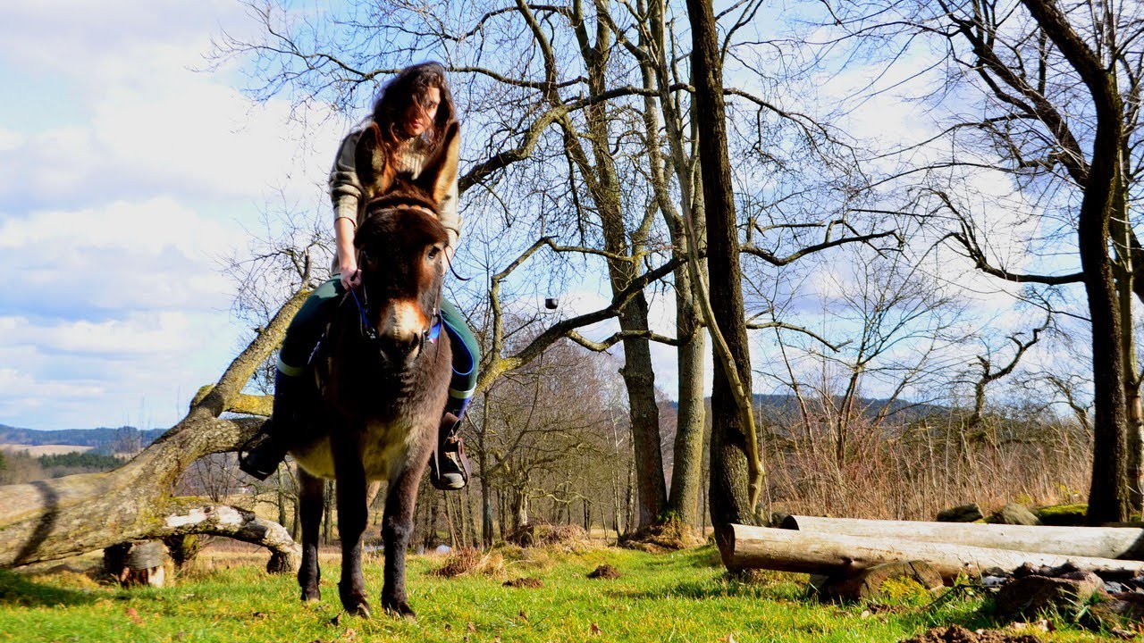 The riding & jumping donkey LISI  ♥♥♥ [[PROMOVIDEO]]