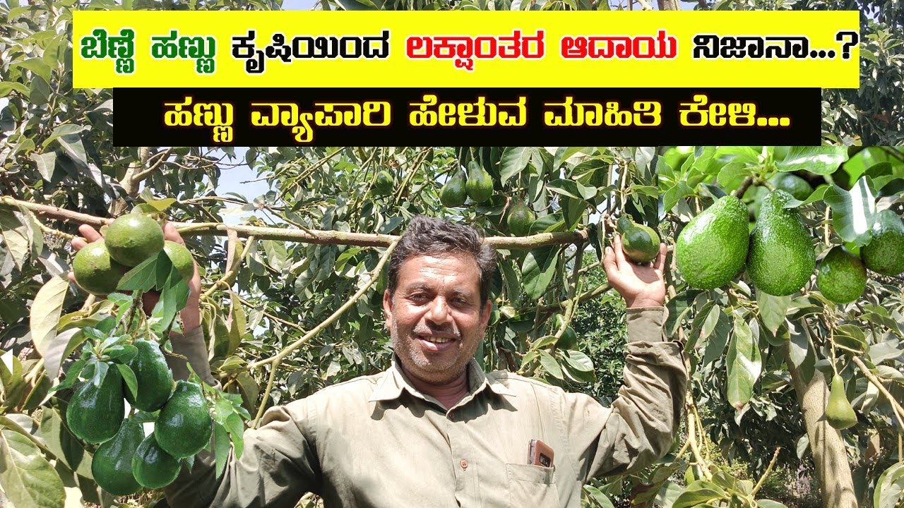 ಬಟರ್ ಫ್ರೂಟ್ ಗೆ ಬೇಡಿಕೆ ಹೇಗಿದೆ ಗೊತ್ತಾ? | ಹಣ್ಣಿನ ವ್ಯಾಪಾರಿ ಅವರಿಂದಲೇ ತಿಳಿದುಕೊಳ್ಳಿ | Avocado Marketing