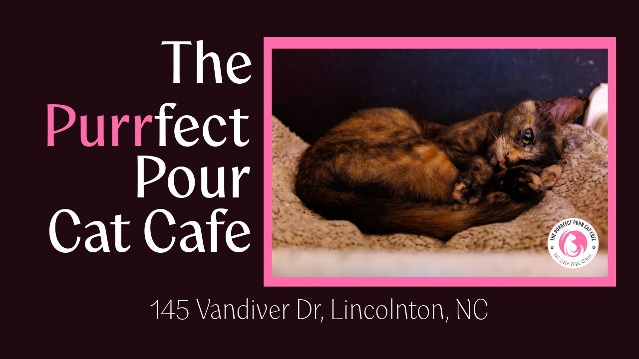 The Purrfect Pour Cat Cafe | A WNN Business Interview