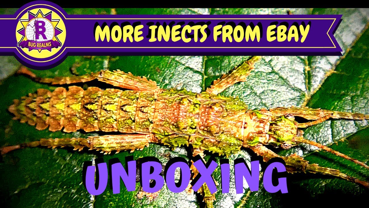 Another INSECT UNBOXING from EBAY!