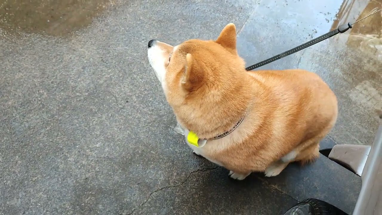 みんなのそばにはいたいけど、物置には怖いものがいっぱいだから、やっぱり離れたい柴犬しかまる