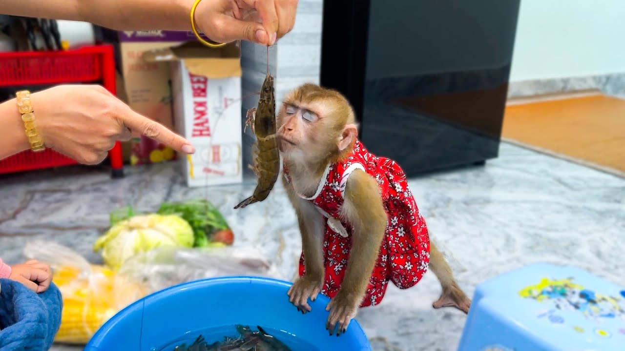 Monkey Kaka and baby Diem are curious when they see shrimp