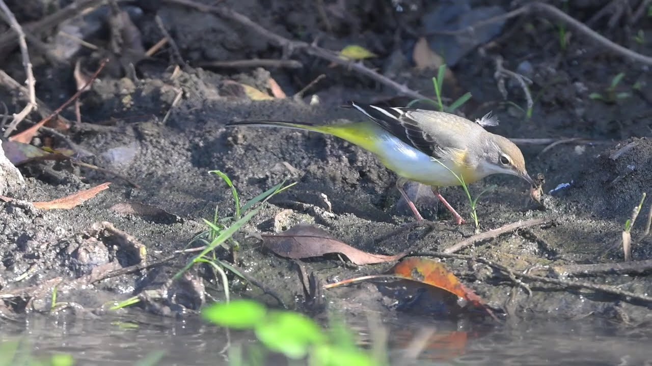 DAĞ KUYRUKSALLAN / Motacilla cinerea / Grey Wagtail / riva 