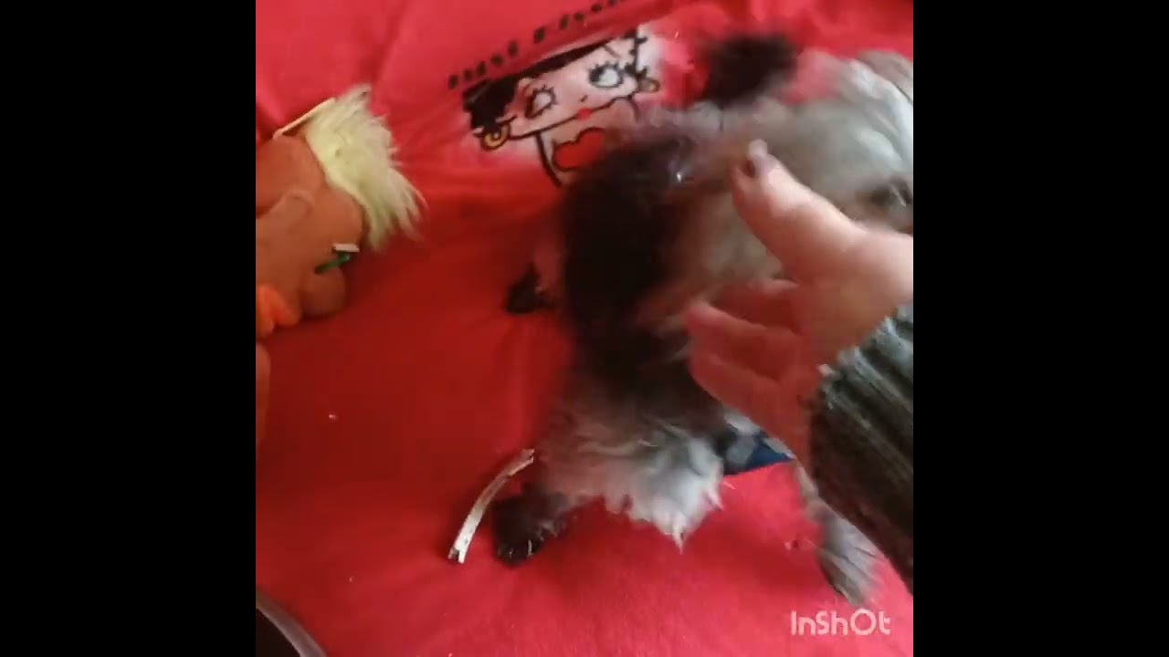 Погуляли.Шубу пока не шью-думаю,решаю.