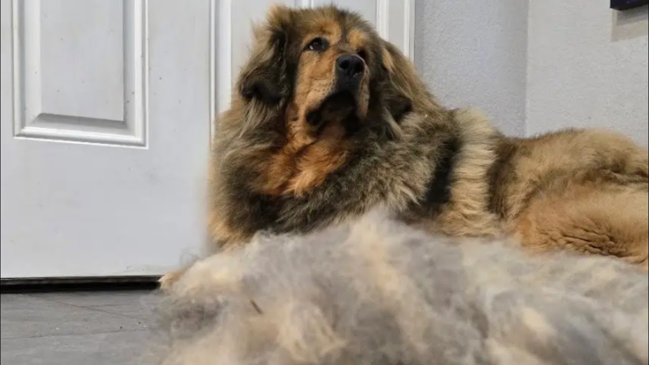 She's Blowin come chat while I comb