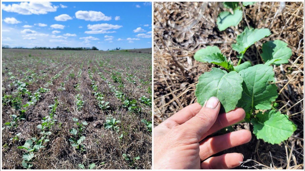 Canola seeded into grass update!