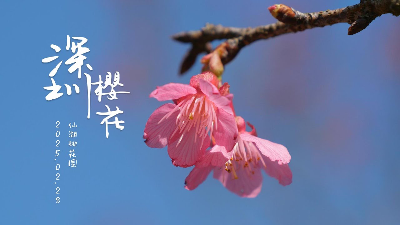 深圳櫻花 仙湖桃花園 櫻花 桃花 4K