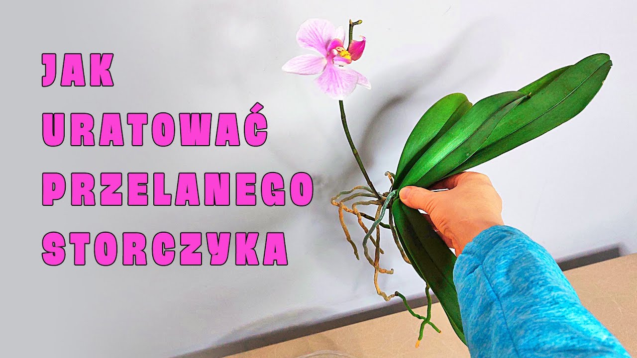 Jak Uratować Storczyka | Poznaj Niezawodny Sposób!