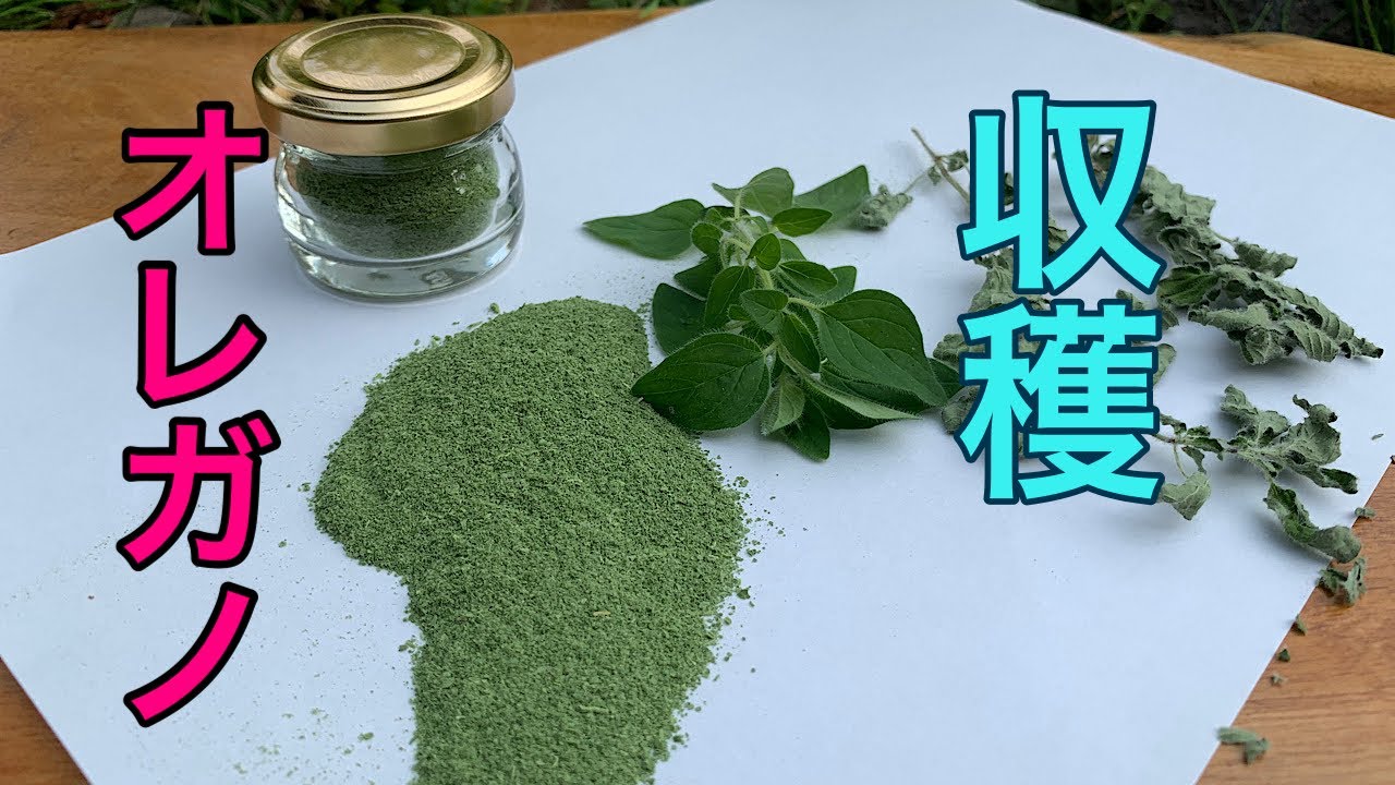 【オレガノ　収穫】　ハーブ好き