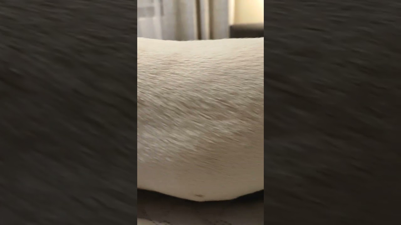 This Jack Russell sleeps harder than anyone 