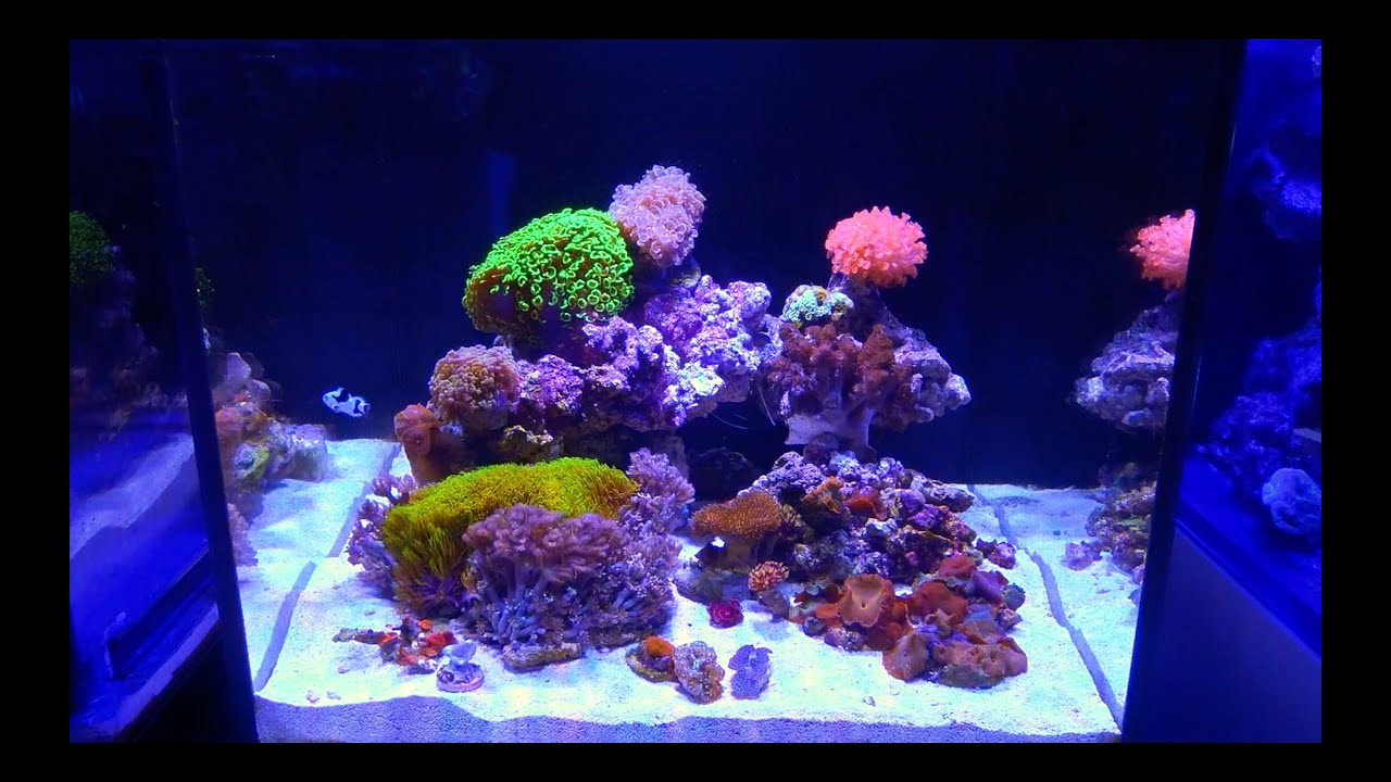 TANK TOURS EP.1: Waterbox Soft Coral Reef Aquarium