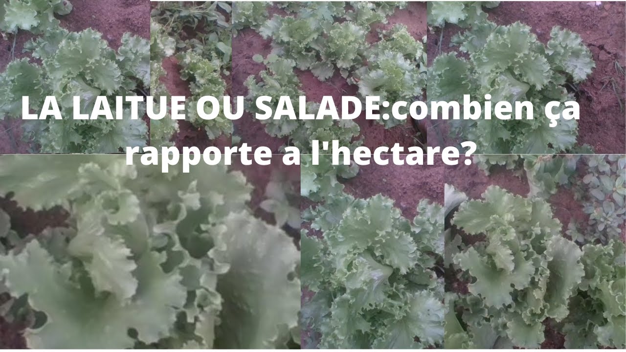 combien gagne la laitue a l'hectare?