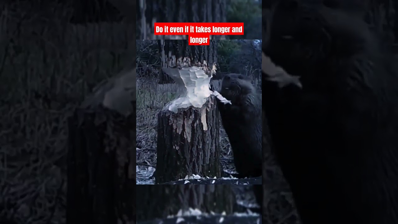 is this animal a raccoon? #campinglife #bushcraft #firewood #naturecamping #bushcrafter #nature