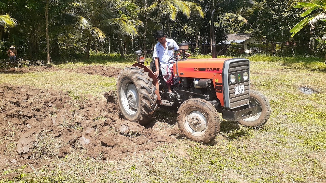 Tafe 45 di tractor l Tafe ටැක්ටරයෙන් බිම් සැකසීම🚜🚜l Best Tractor Farmer #tractor #video #srilanka