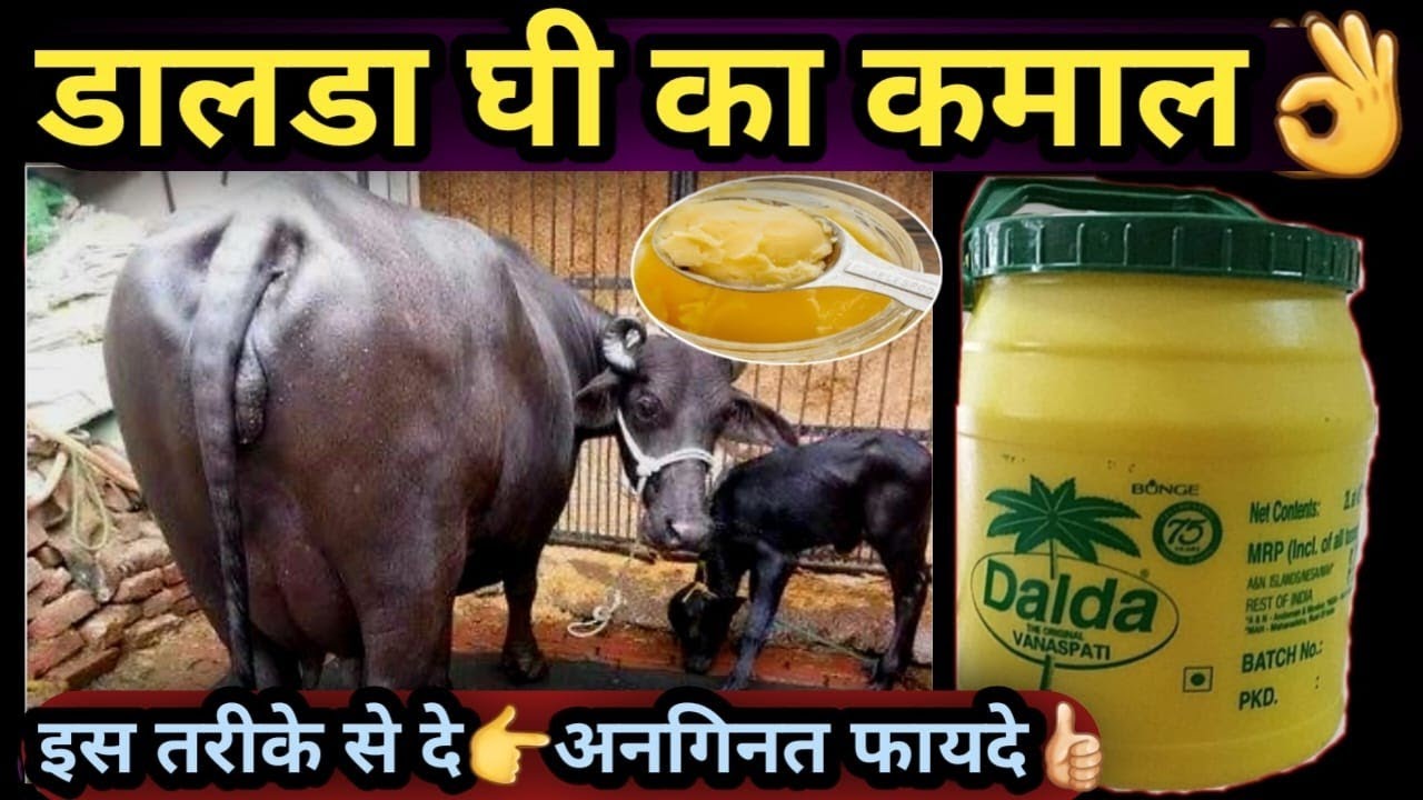 डालडा घी(Dalda Ghee)के अनगिनत फायदे👌डालडा घी का कमाल🤘Amazin Benifits of Dalda ghee Cattle Buffalo👉