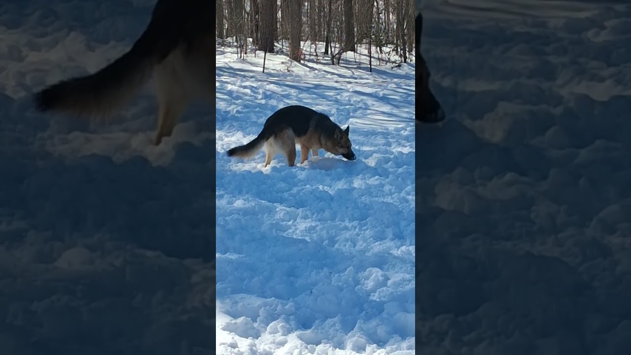 Will he find it? 🐕 
