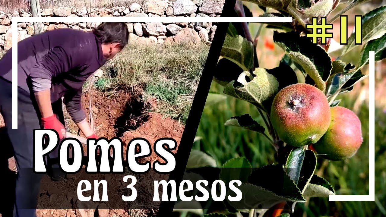 REFORESTEM l'OASI amb FRUITERS ✿ Com han evolucionat en 3 mesos?-