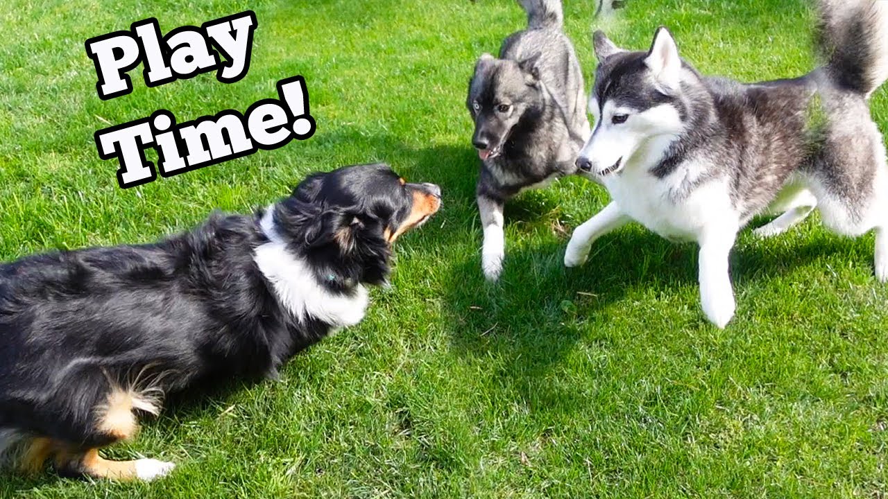 Indy Dog Comes to PLAY!