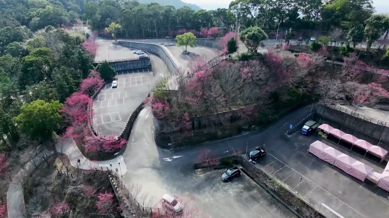 苗栗獅潭協雲宮櫻花