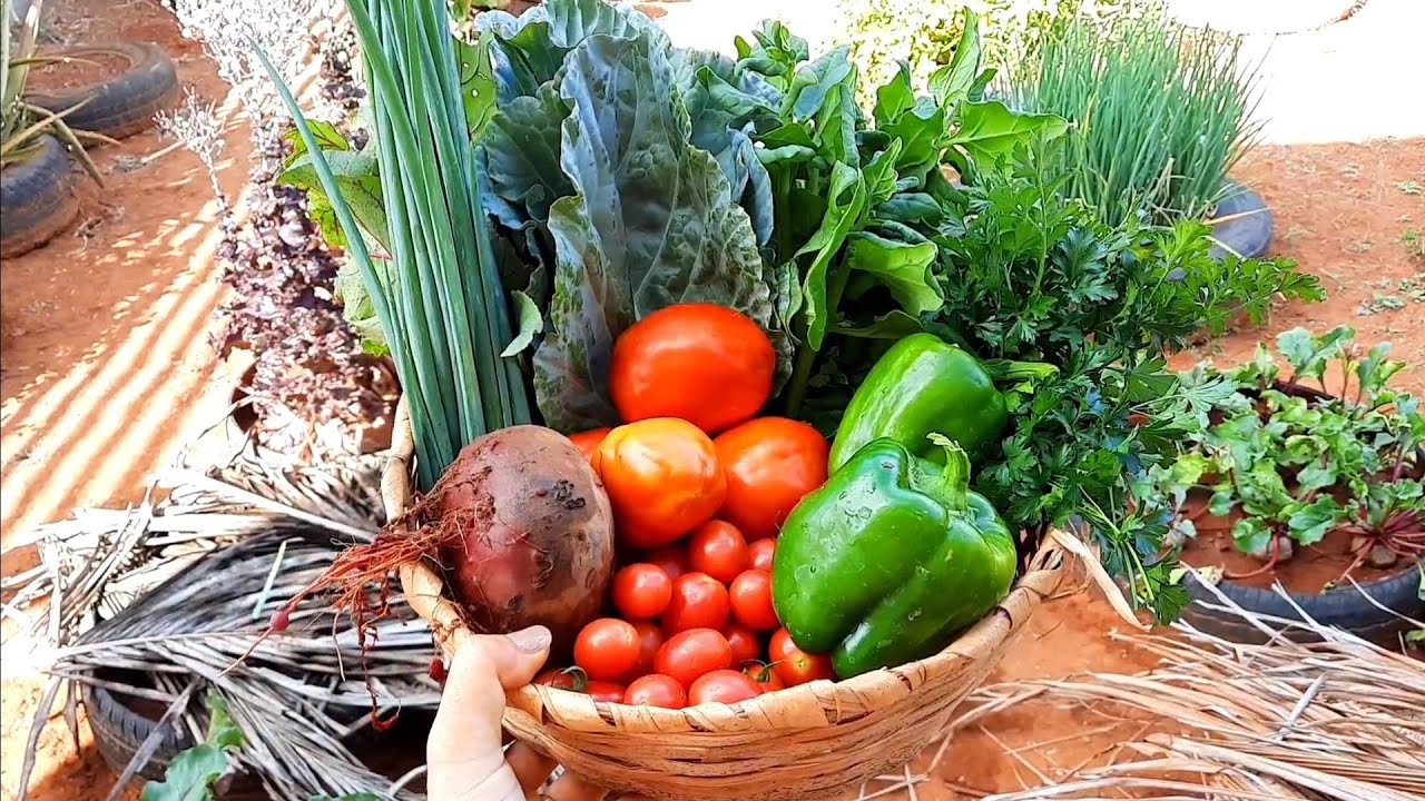 Colheita Maravilhosa na Minha Horta Organica Caseira | É Maravilhoso Plantar e Colher🌱
