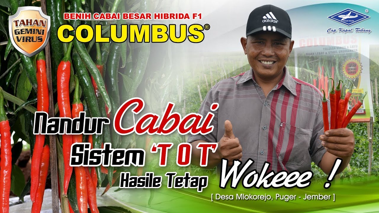 BISI Sahabat Petani: Nandur Cabai Columbus Sistem TOT, Hasile Tetap Wokeee !!! (Mlokorejo - Puger)