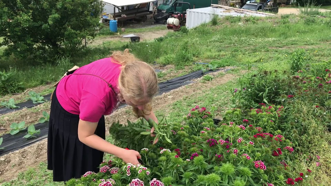 Annika’s Sweet William surprise