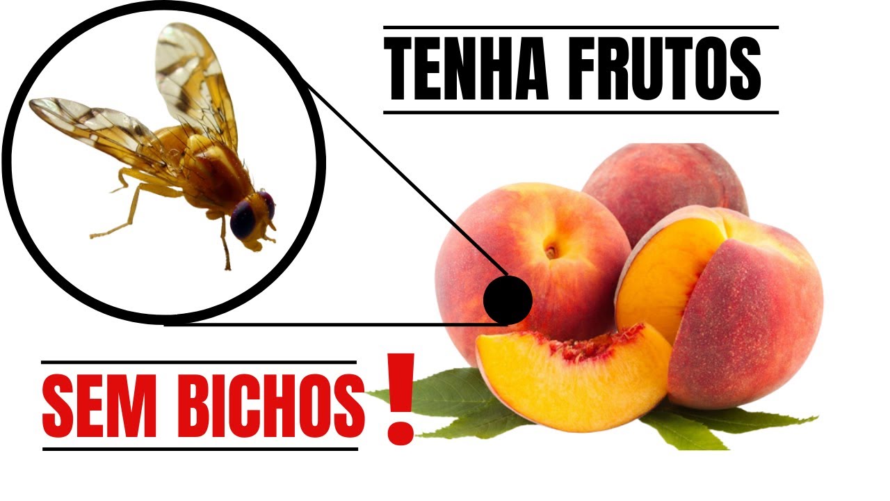 Como Fazer Armadilha Para Mosca da Fruta. Armadilha Fácil. Faça Isso e Garanta Frutos Sem Larvas.
