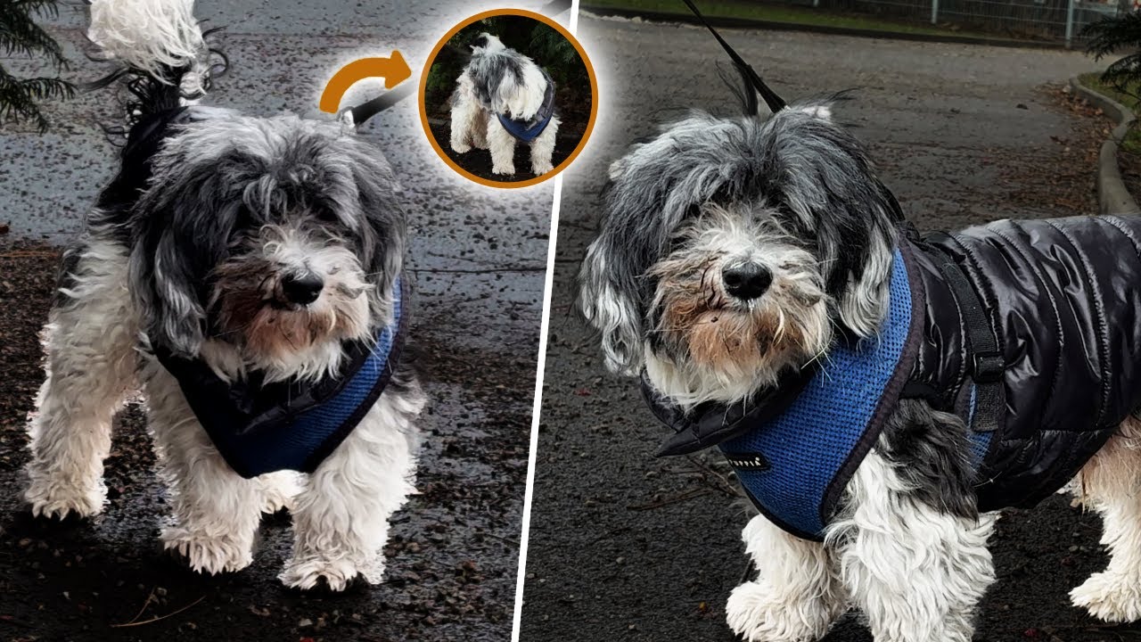 Meine Hundestroy: Havaneser – Der kleine Charmeur mit großem Herz 💖🐕