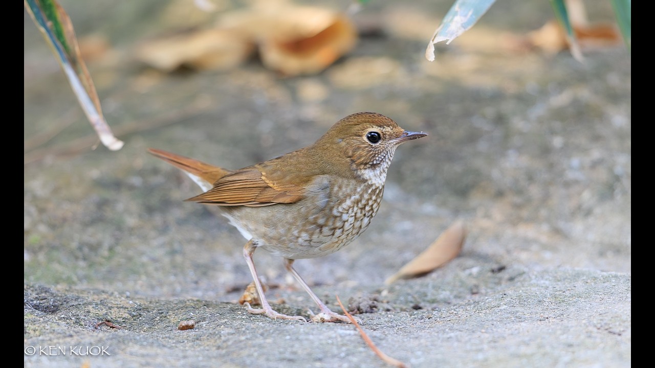 紅尾歌鴝紮紮跳