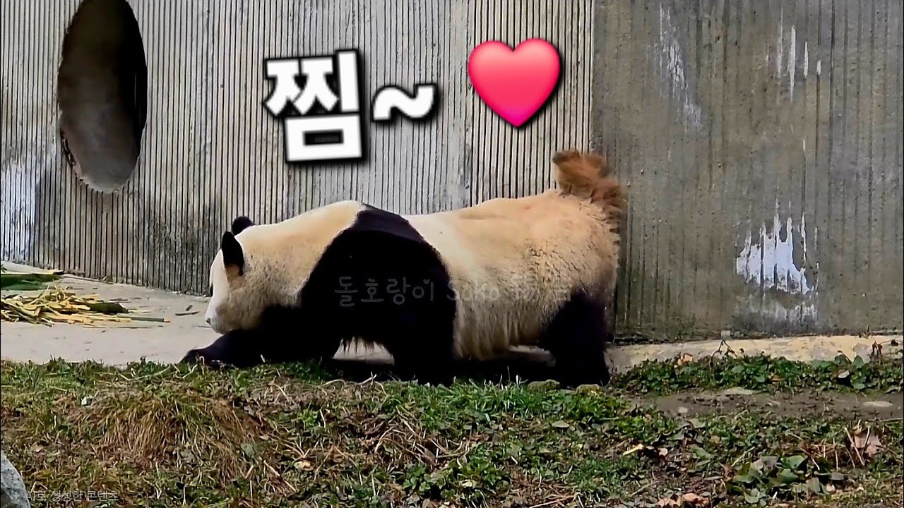 임오 삼툔들 마음은 푸야가 다 찜~!!❤️ | 2월 17일 오전 제1편(푸바오 실시간) Panda Fubao