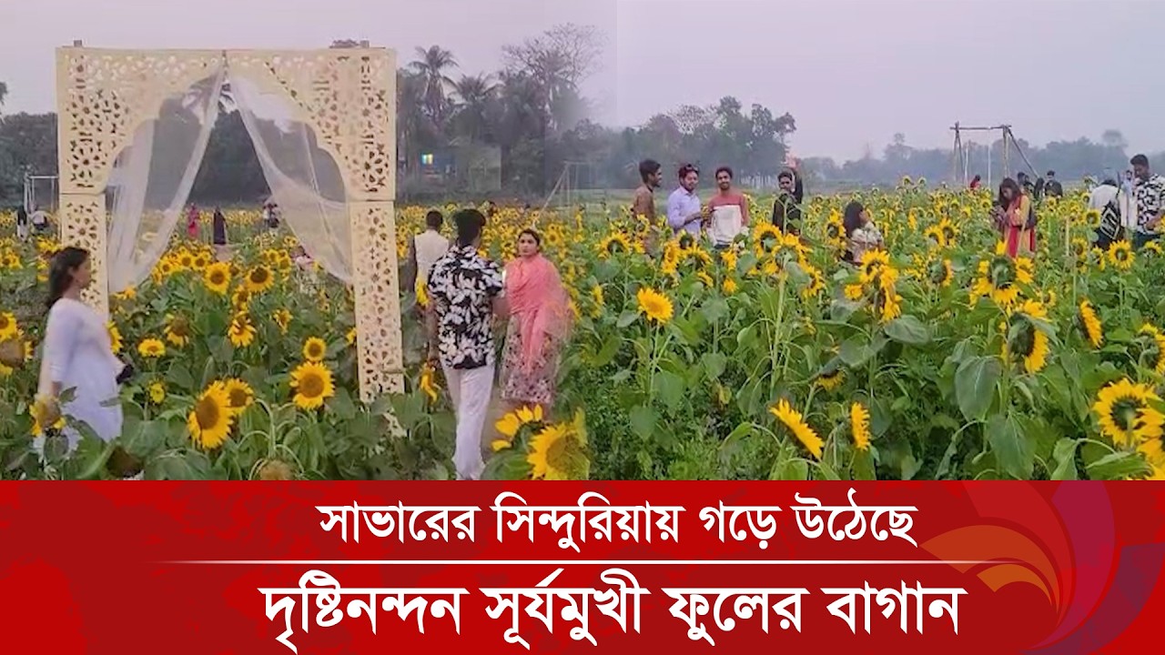 সাভারের সিন্দুরিয়ায় গড়ে উঠেছে দৃষ্টিনন্দন সূর্যমুখী ফুলের বাগান | Ananda Tv