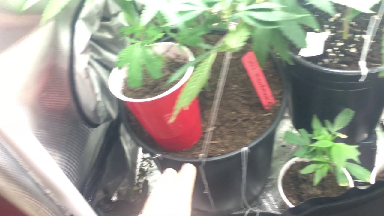 LED Closet Grow Update